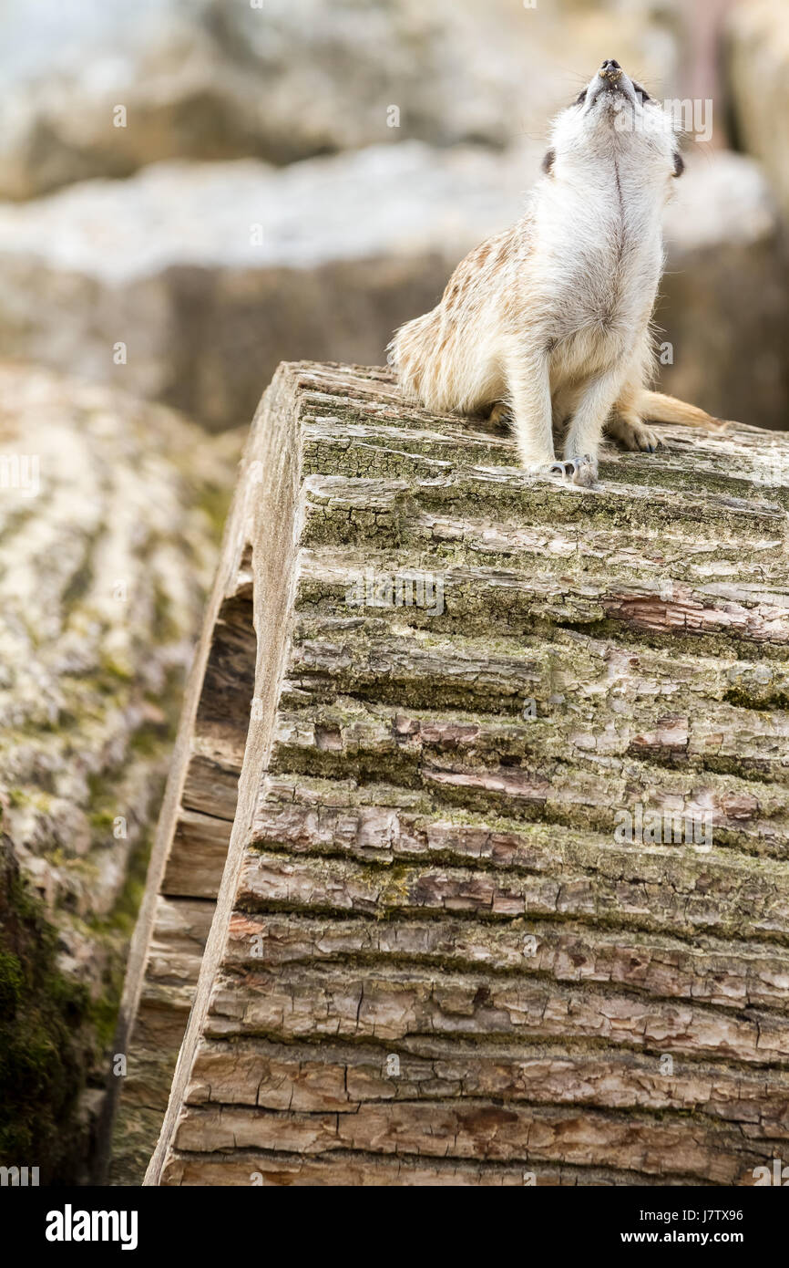An curious looking meerkat looking for danger Stock Photo