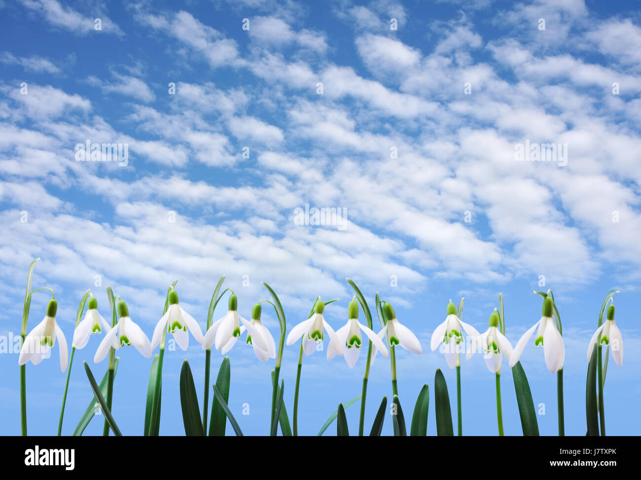 Garden border flowers row hi-res stock photography and images - Alamy