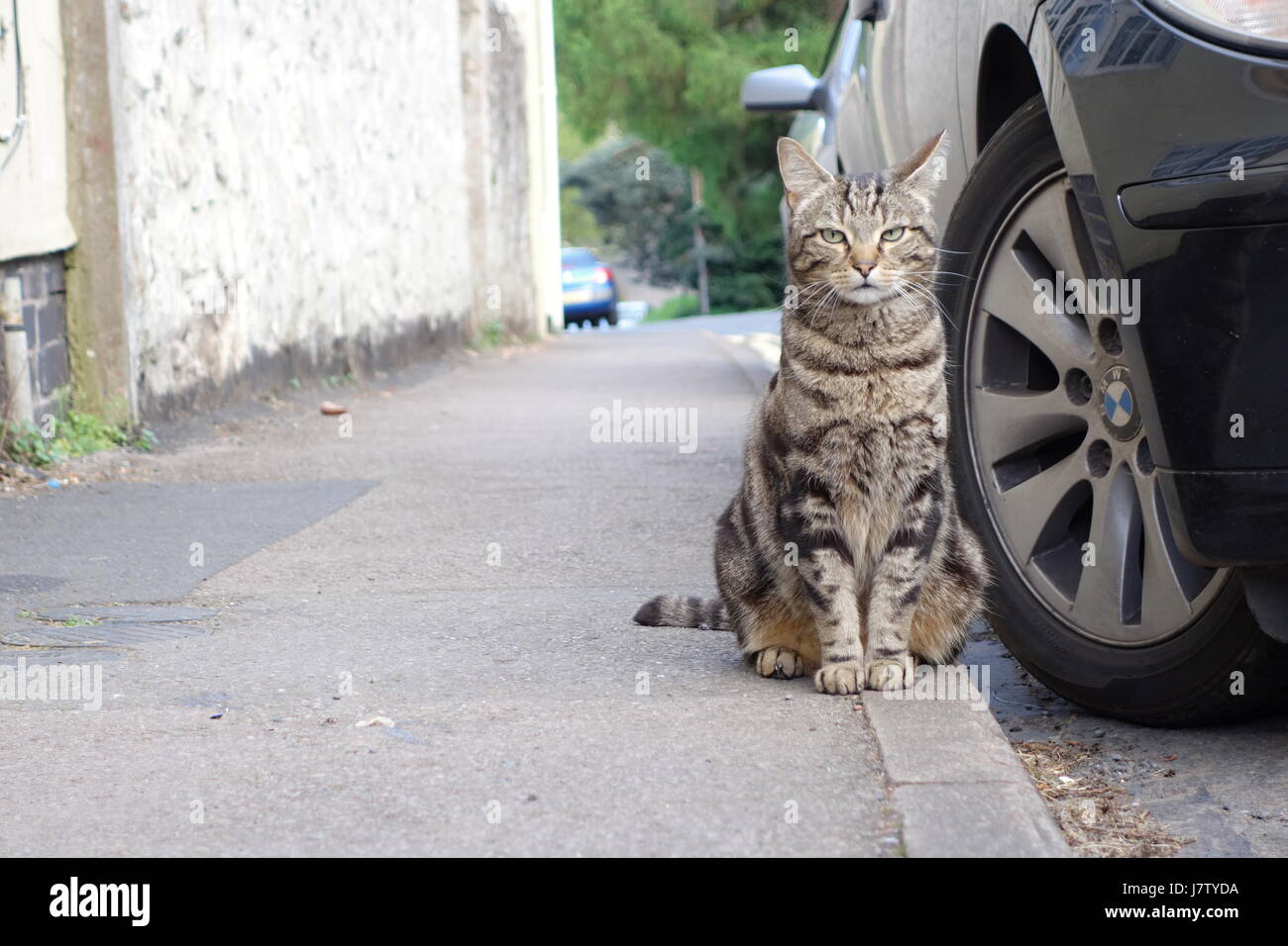 tabby cat in the street Stock Photo - Alamy