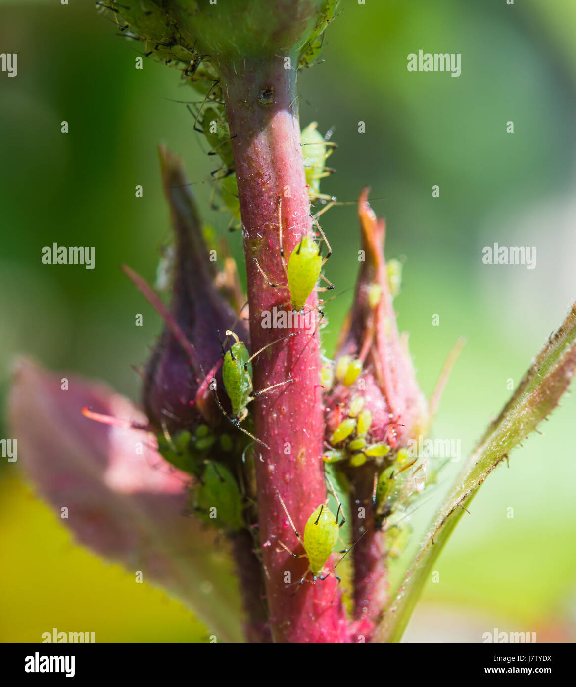 Greenfly on rosebud Stock Photo Alamy