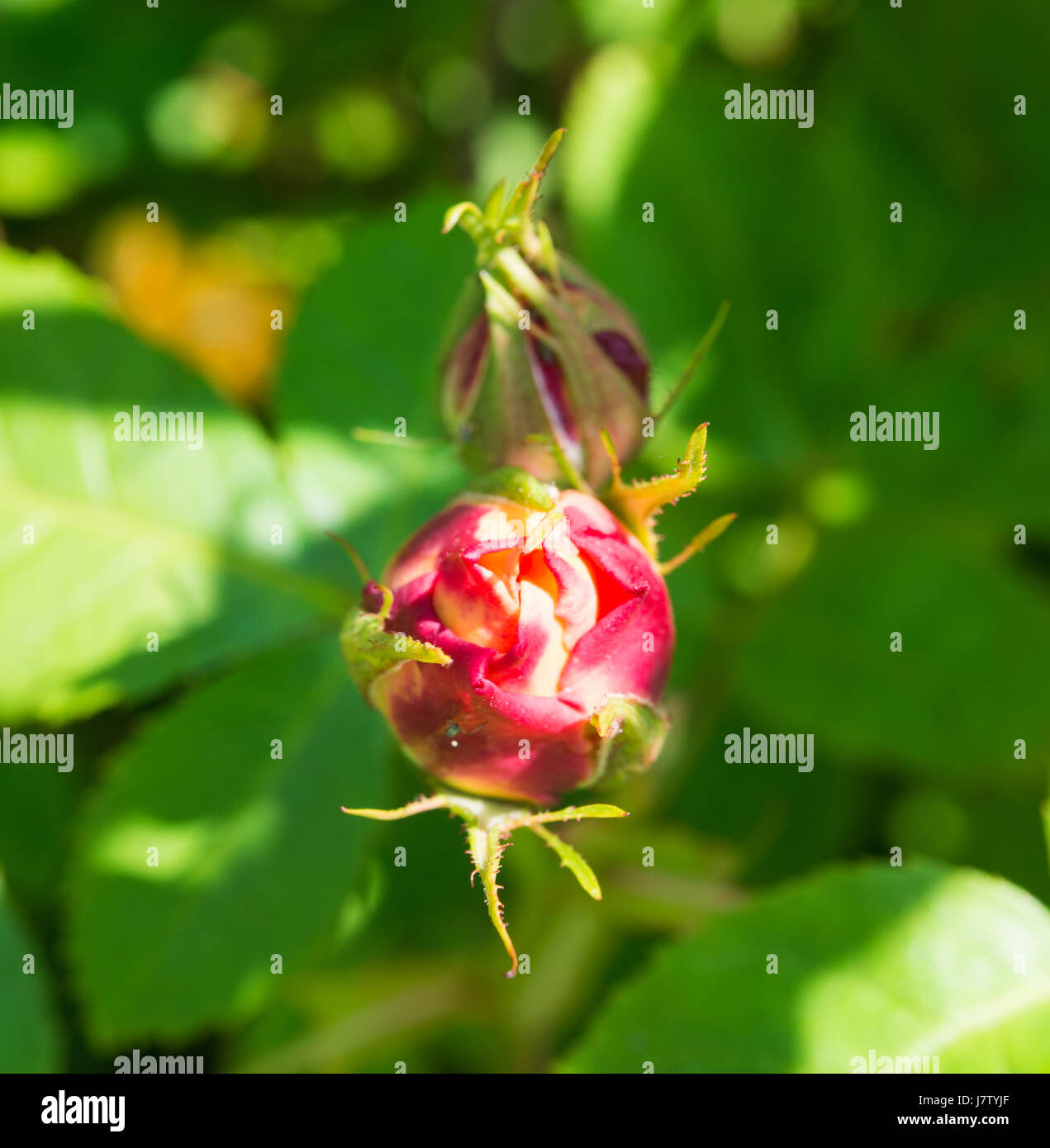 Rose bud, David Austin Roses Stock Photo