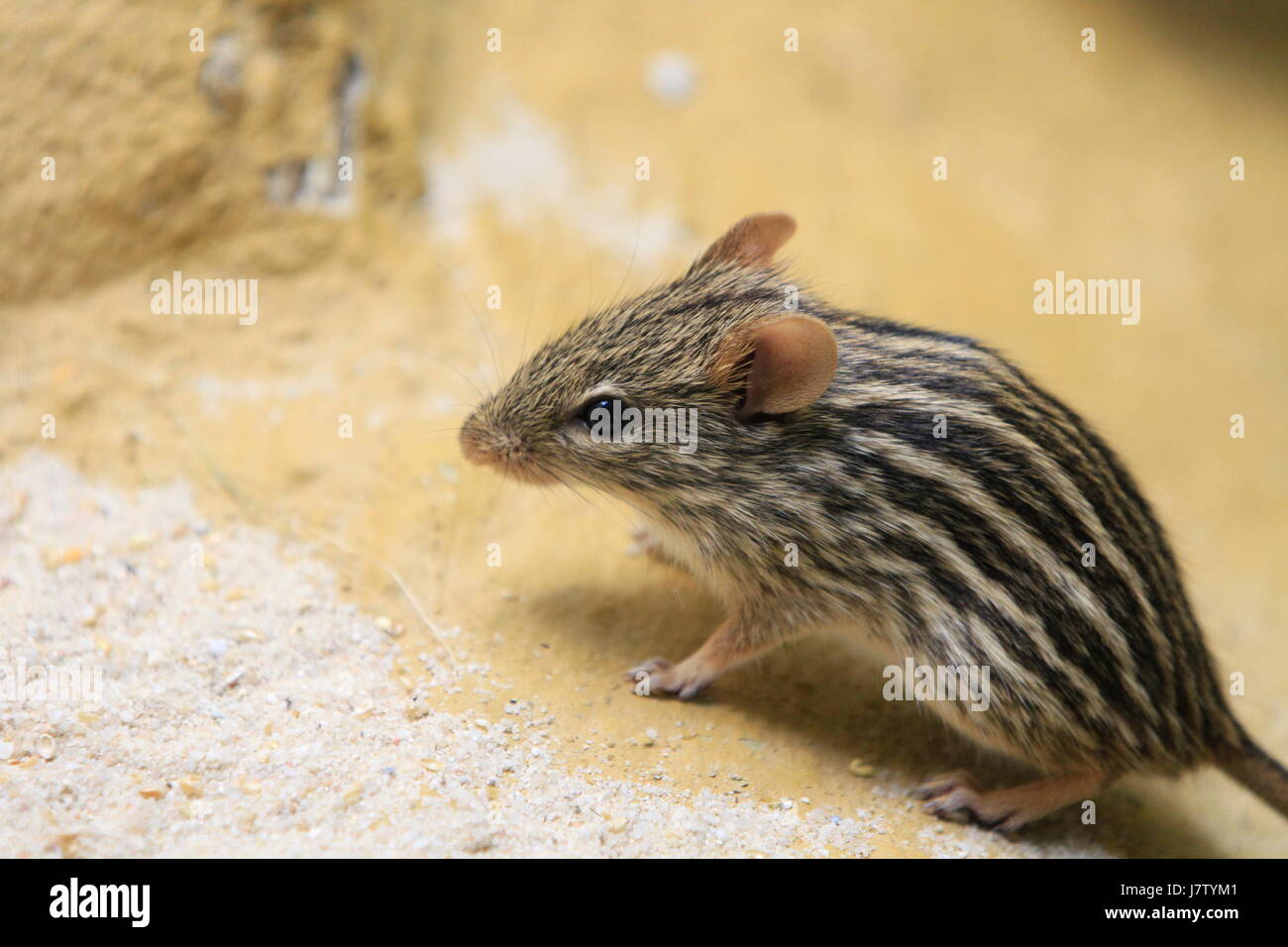 mammal rodent striated mouse insectivore insectivorous shrew house mouse macro Stock Photo