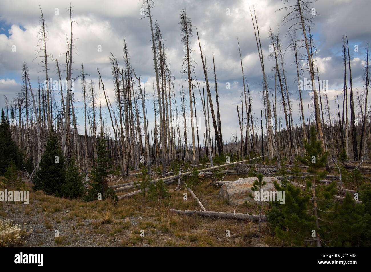 dead and dying pine trees in Yellowstone National Park Stock Photo
