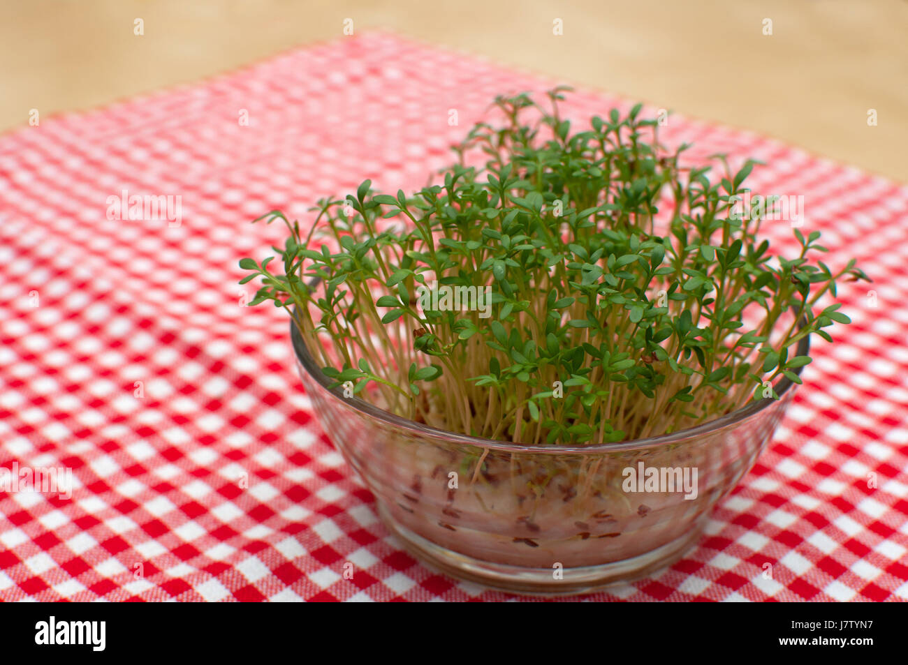 spring growth cress table plant health spice garden flower plant leaves ...