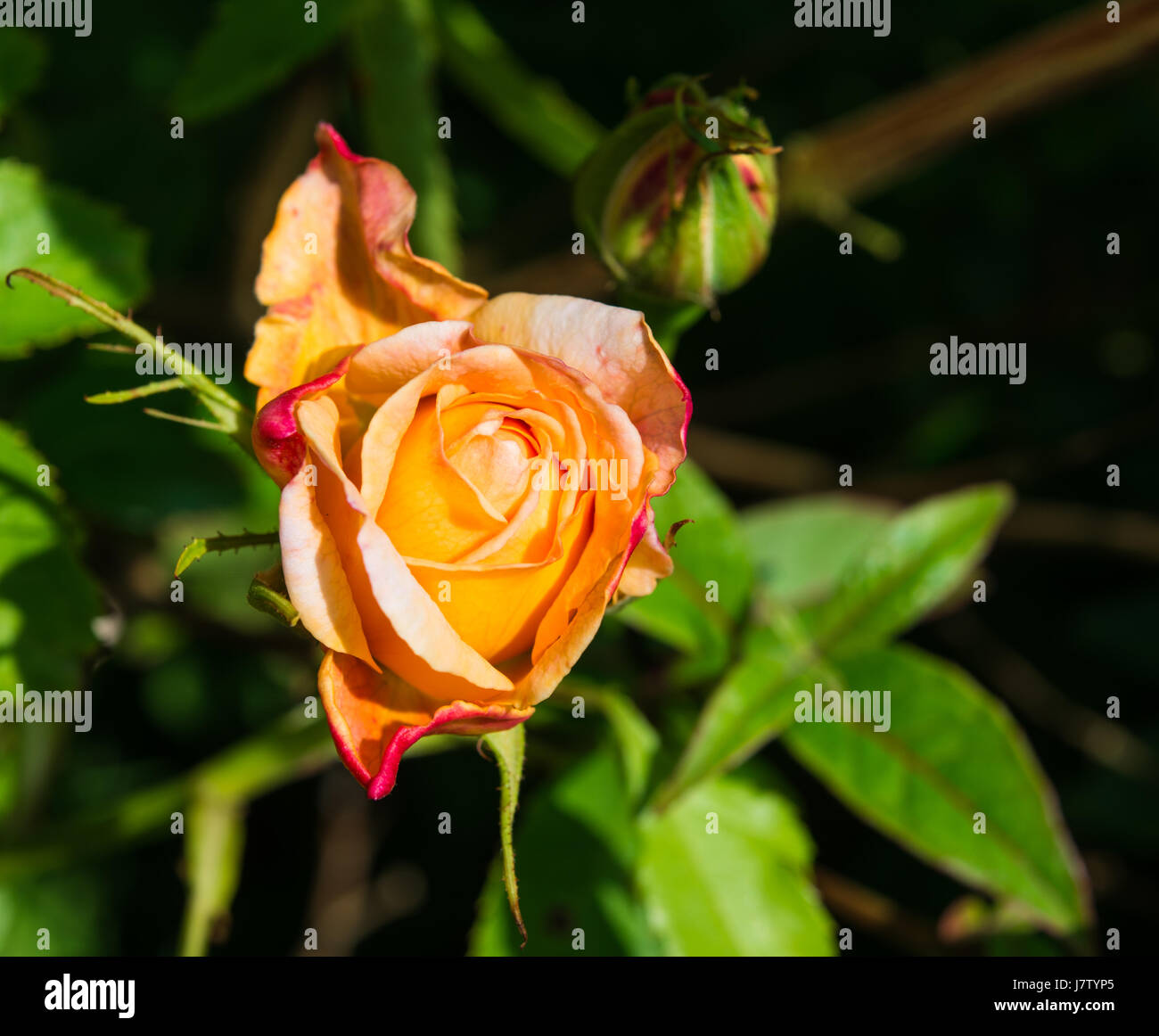 David Austin Rose High Resolution Stock Photography and Images - Alamy