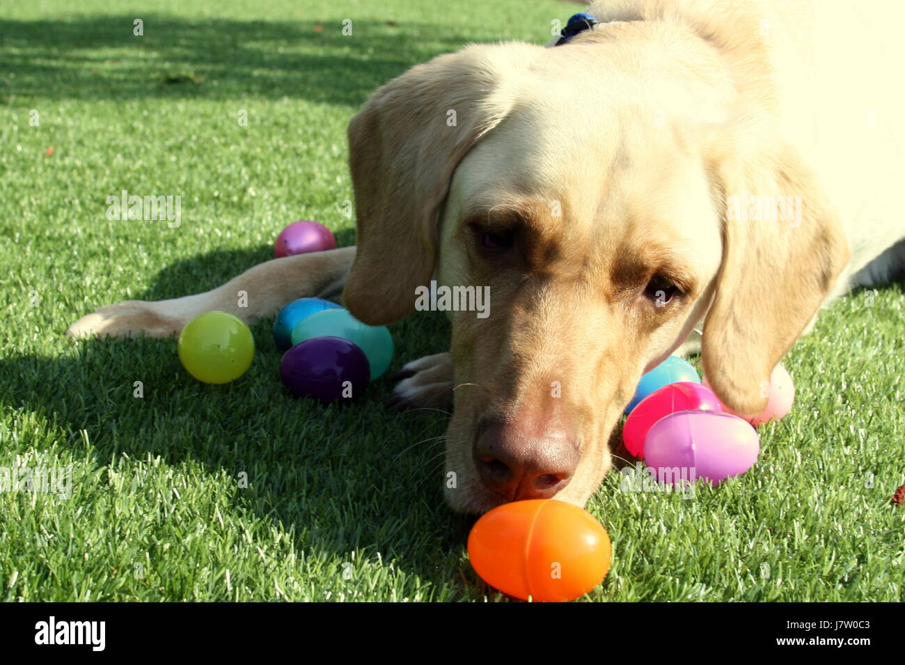 Labrador Retriever Dog with Easter Eggs Stock Photo Alamy