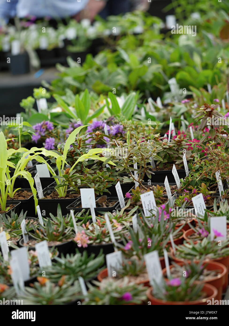 bedding plants for sale at a garden show Stock Photo Alamy