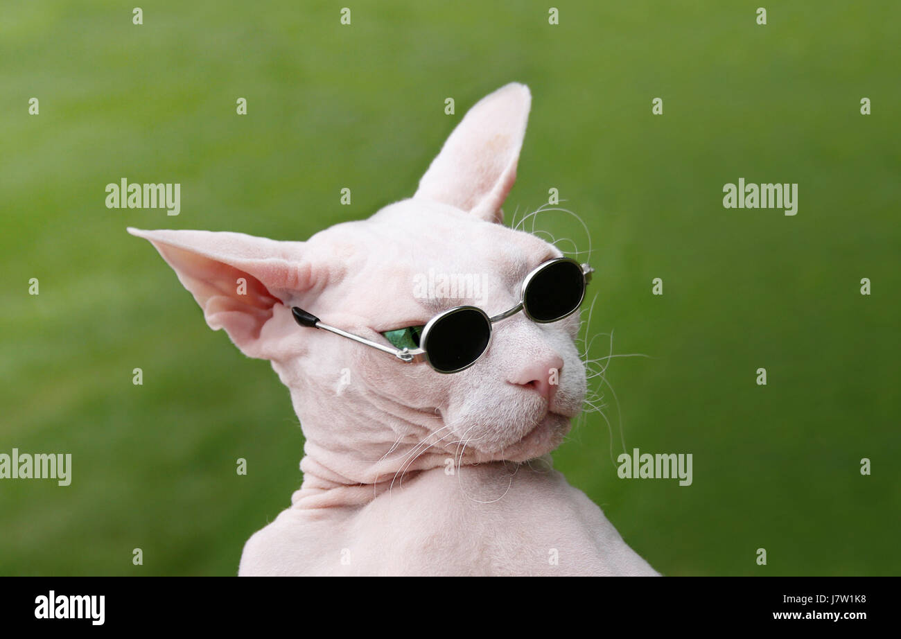 Sphynx Katze High Resolution Stock Photography And Images Alamy