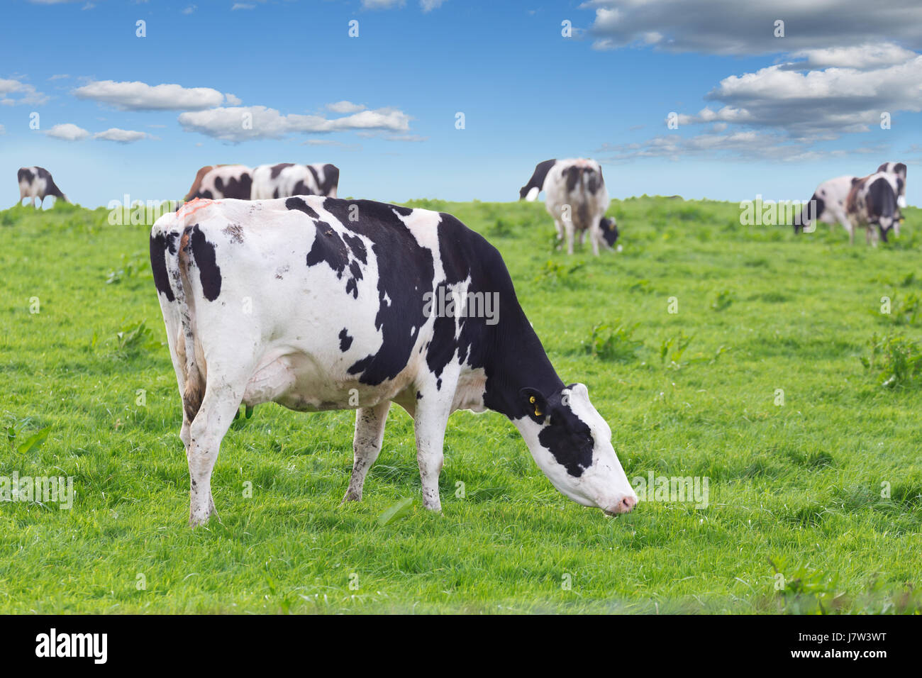 Perfect farm cows on a green meadow field Stock Photo - Alamy