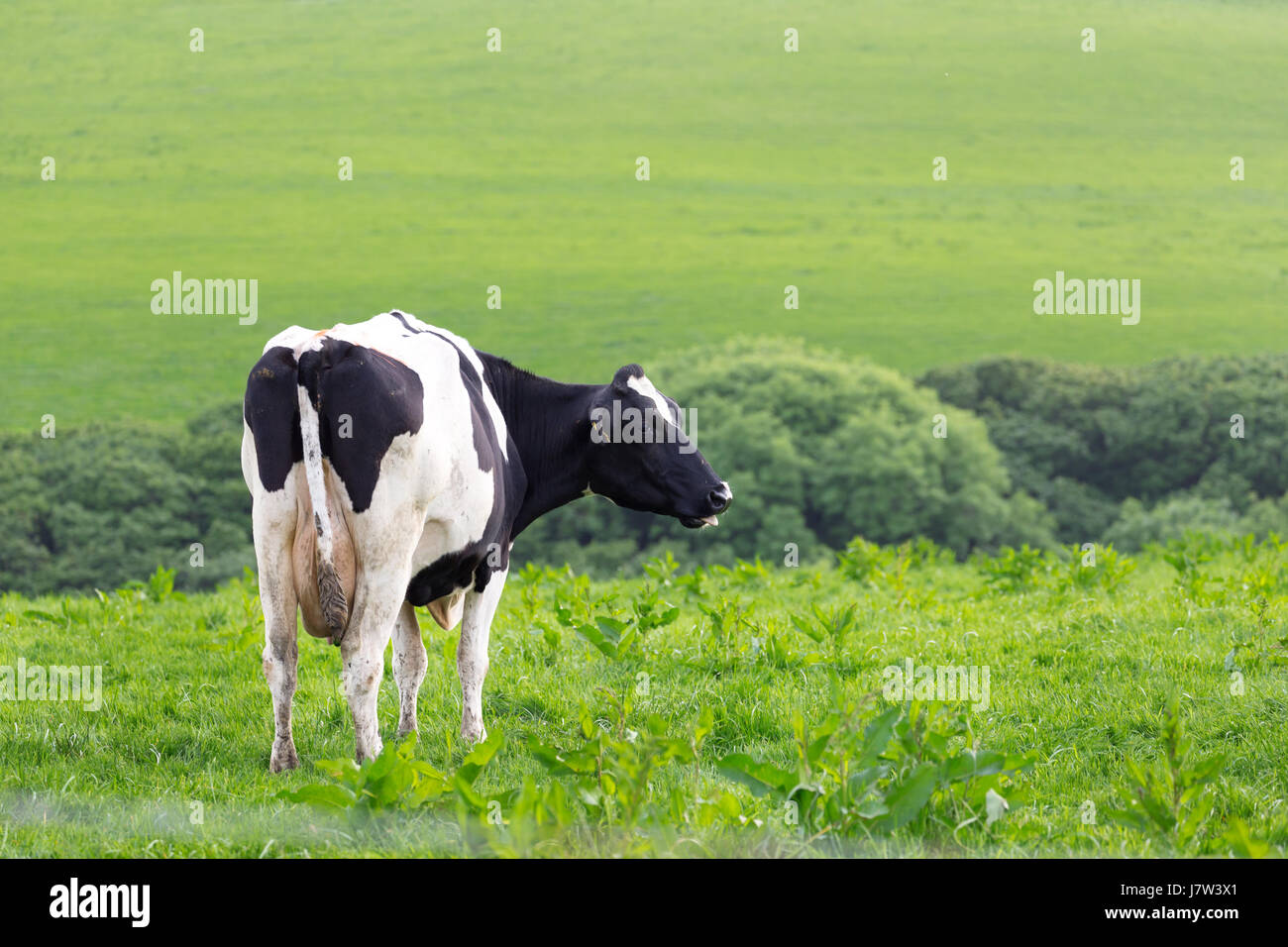 Perfect farm cows on a green meadow field Stock Photo - Alamy
