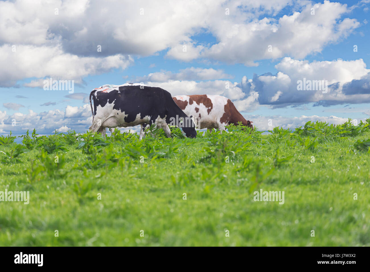Perfect farm cows on a green meadow field Stock Photo - Alamy