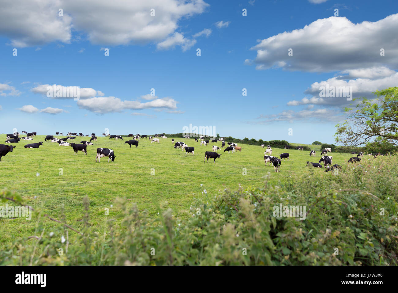 Perfect farm cows on a green meadow field Stock Photo - Alamy