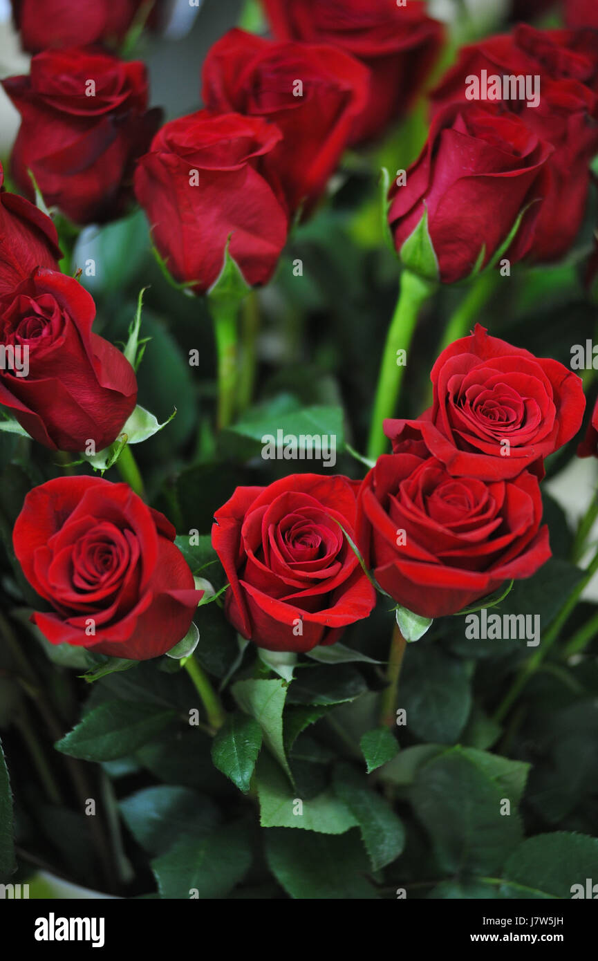 Red roses close up. Background Stock Photo - Alamy