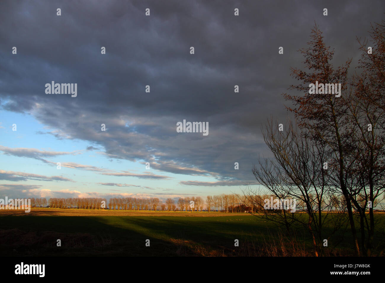 tree trees field acre firmament sky clouds weather shine shines bright lucent Stock Photo