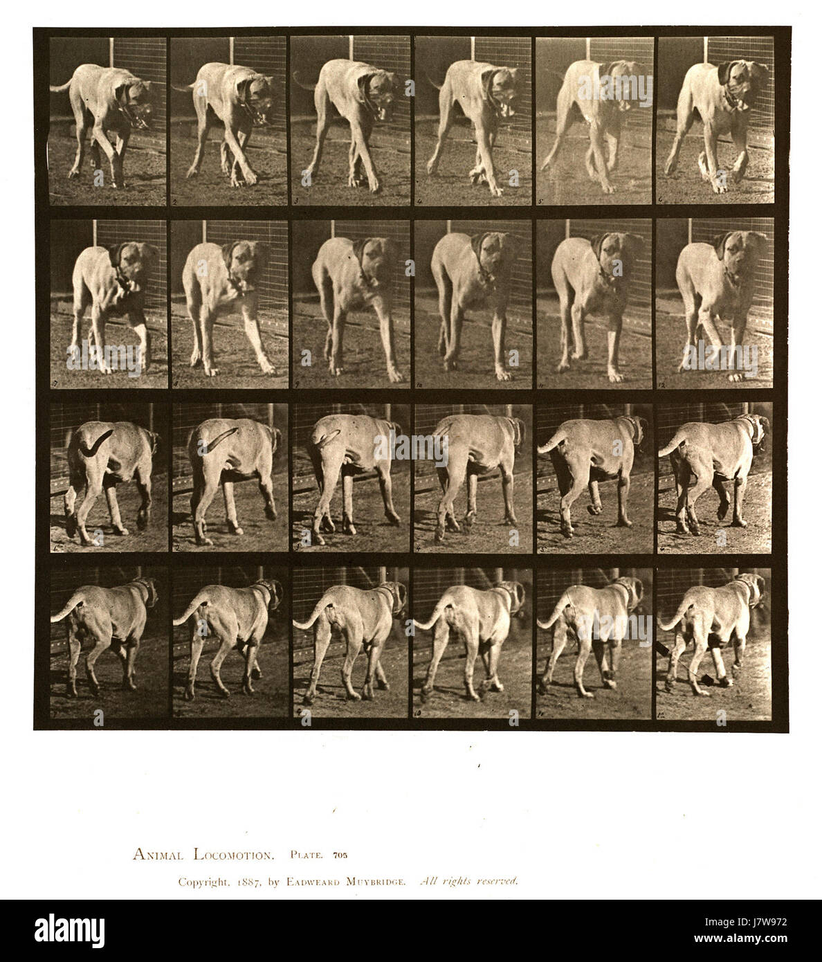 Animal locomotion. Plate 705 (Boston Public Library) Stock Photo