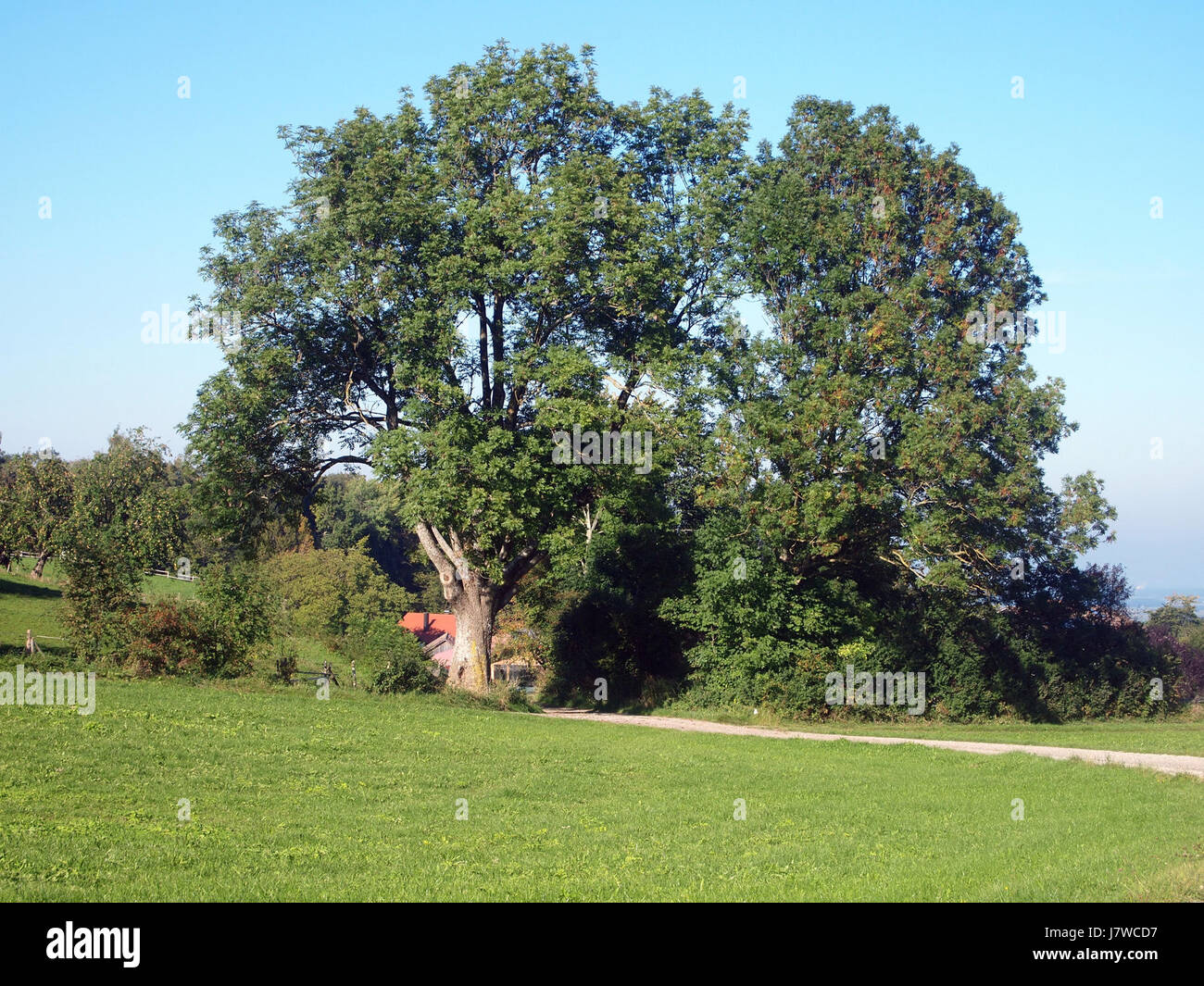 12 Apostel Baum (02) Stock Photo