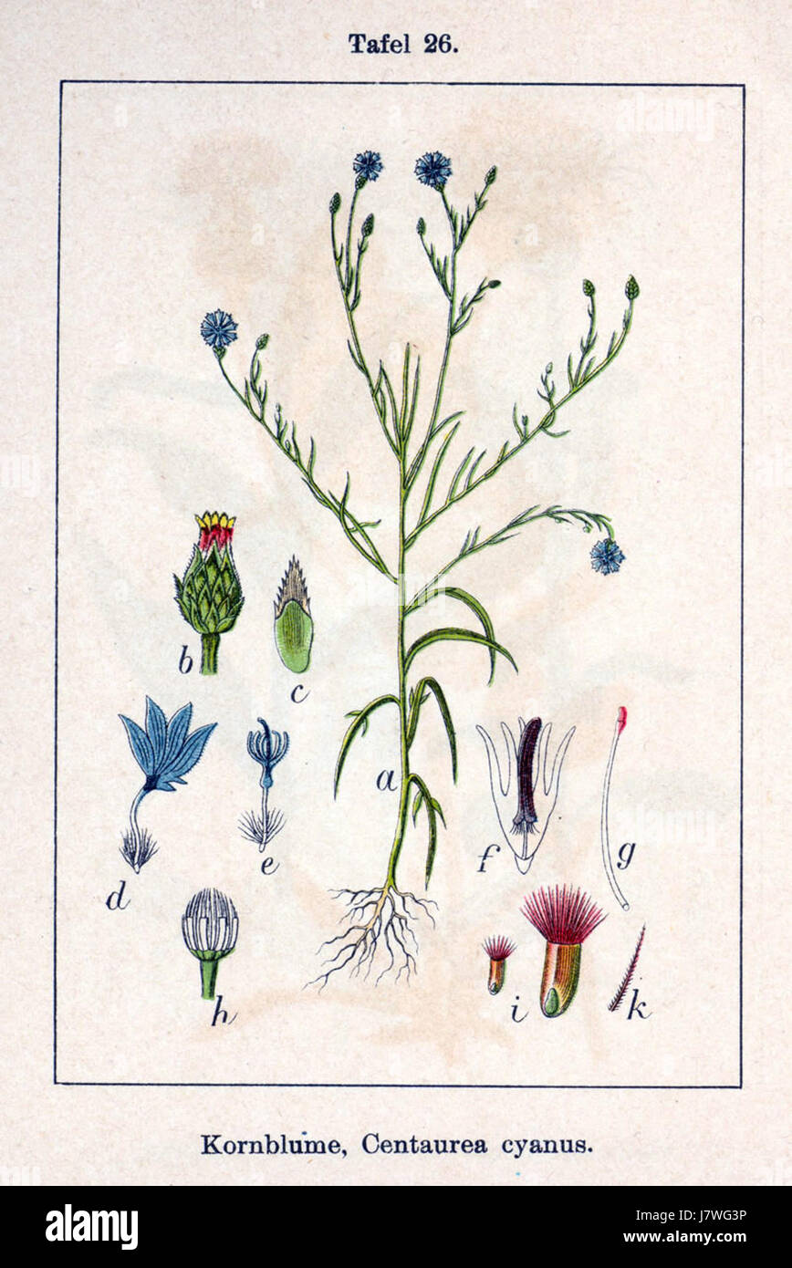 Centaurea cyanus illustration hi-res stock photography and images - Alamy