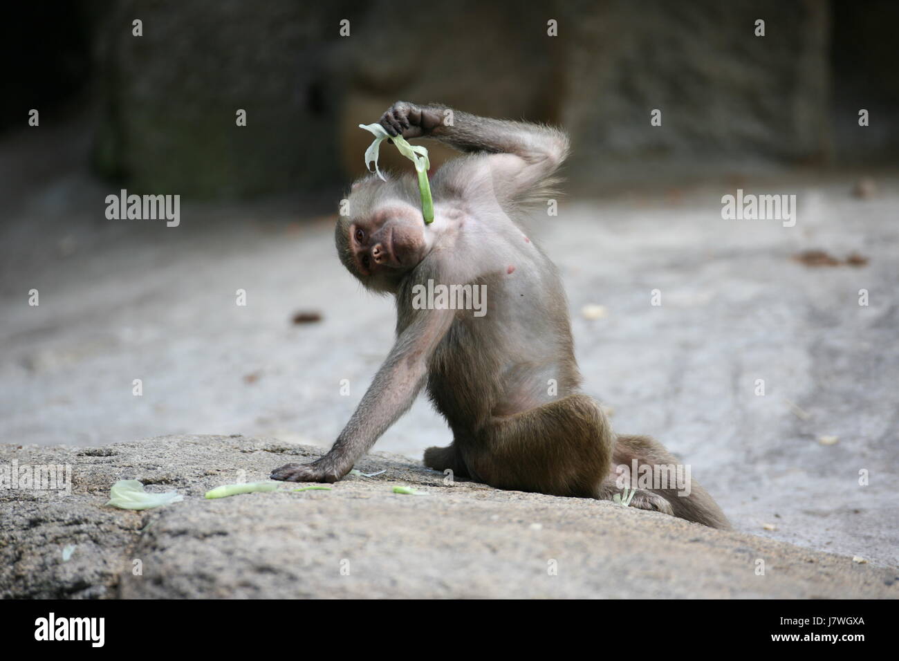 animal,monkey,gesturing,body language,actor,crazy business,pose Stock Photo