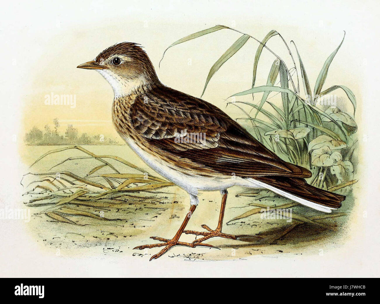 The 'Alauda arvensis' or skylark, depicted here in a 1869 illustration, is a small passerine bird found in parts of Europe and Asia. Known for its beautiful song and its high-flying display during mating season, the skylark is often associated with open fields and grasslands. Stock Photo