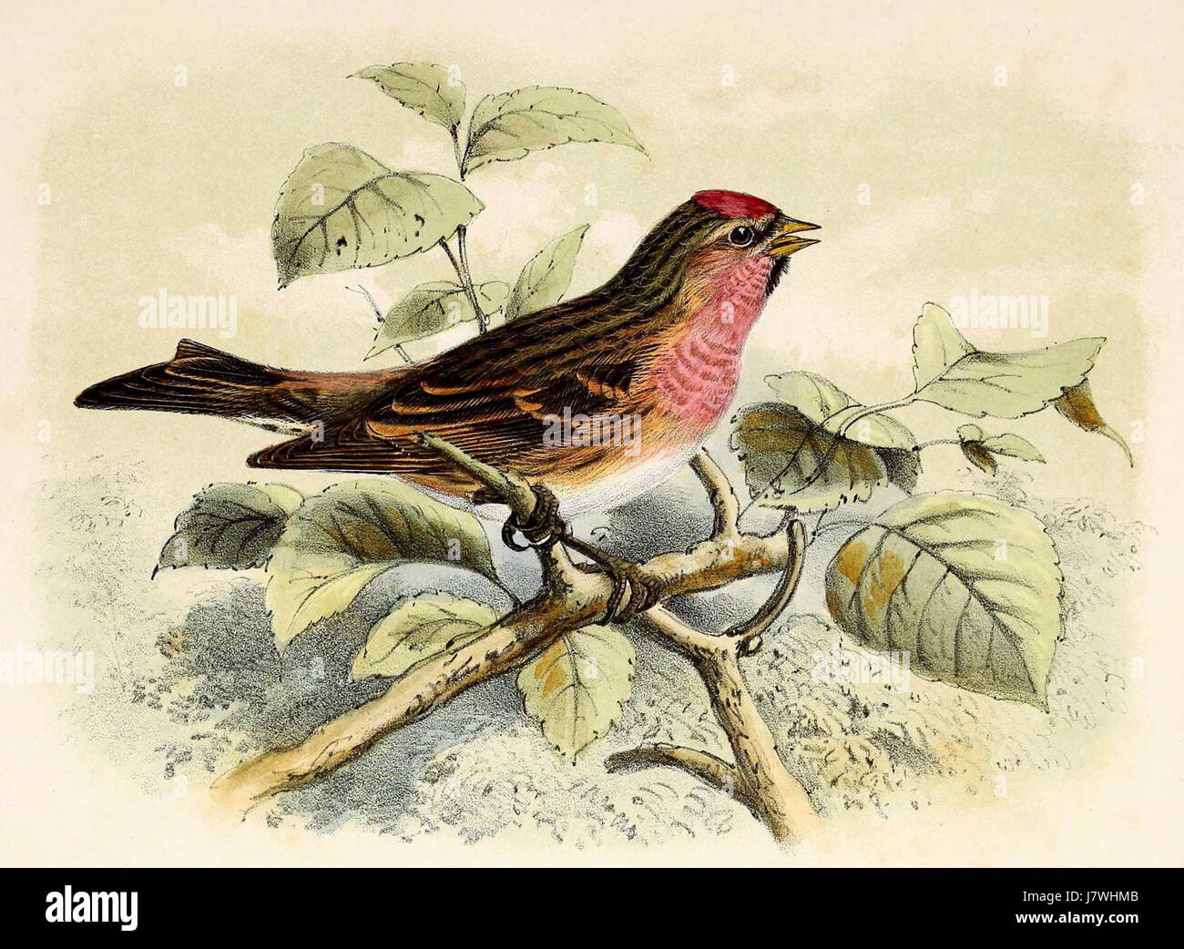 Carduelis flammea, commonly known as the common redpoll, is a small passerine bird species. It was first described in 1873 and is found in northern regions of Europe, Asia, and North America. The redpoll is known for its red cap and streaked body. Stock Photo