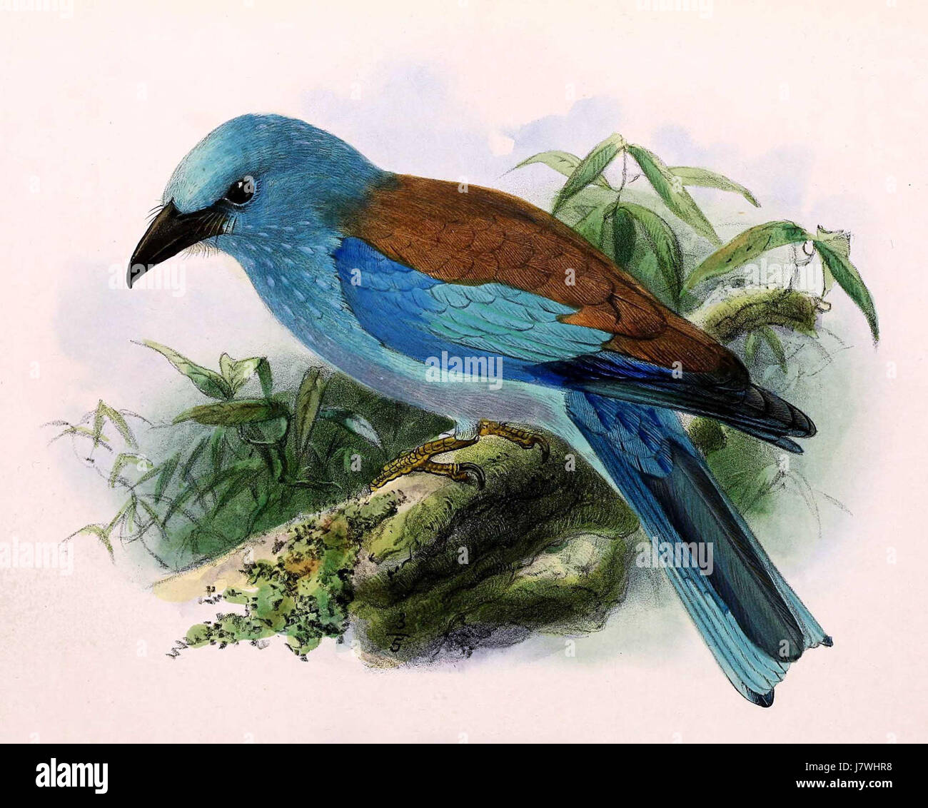 Coracias Garrulus 1876 Stock Photo Alamy