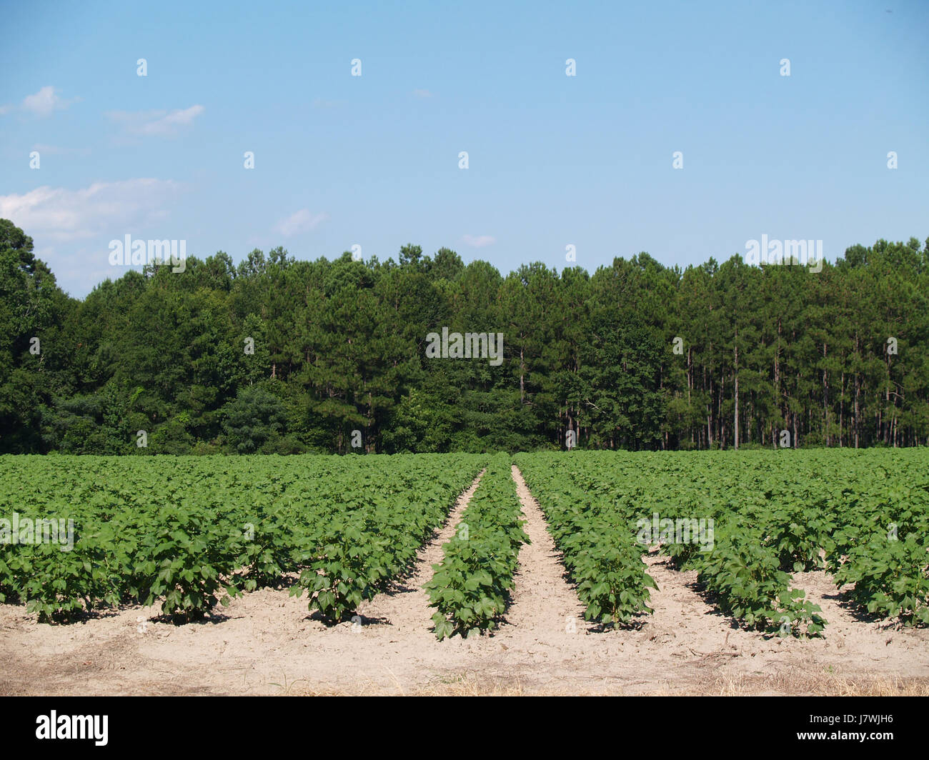 agriculture farming field south farm cotton plants leaf