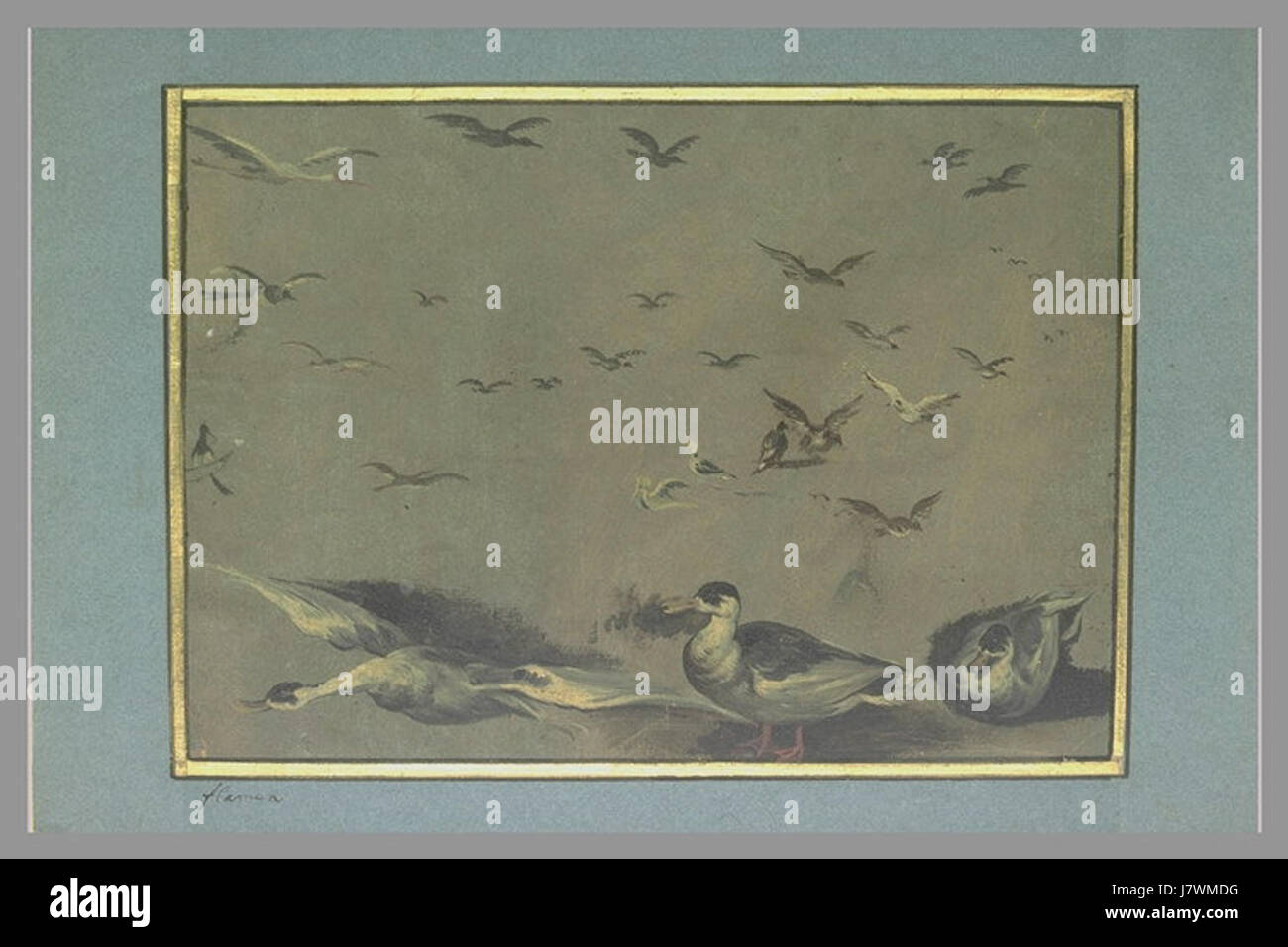 Albert Flamen   Study of Birds Stock Photo