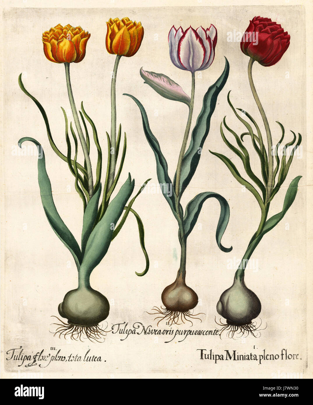 Besler H.E. tulipa 2 Stock Photo