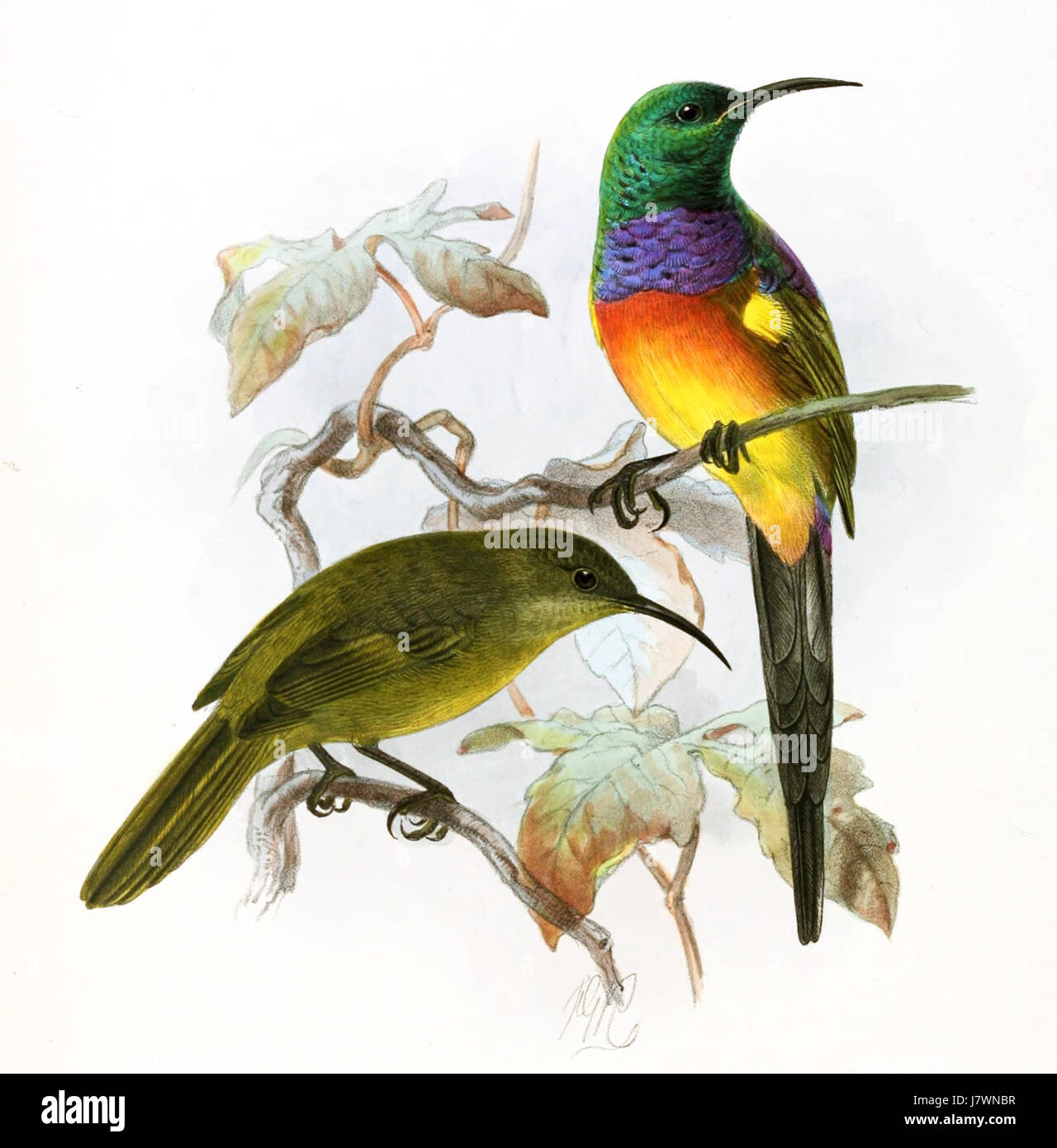 Anthobaphes violacea Keulemans Stock Photo Alamy