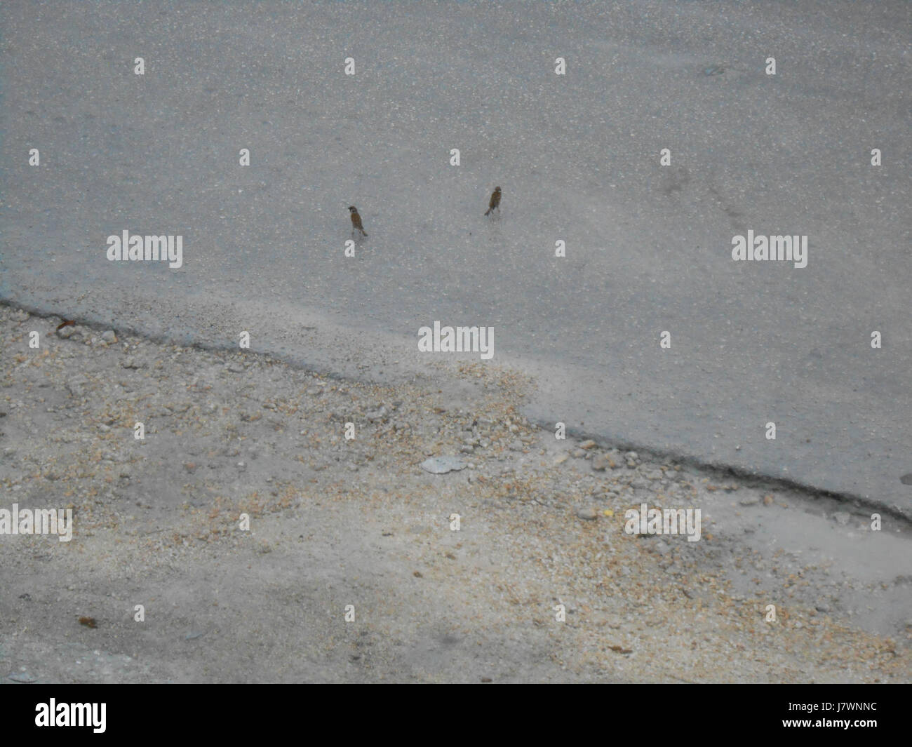 Two Eurasian tree sparrows are observed on the road, likely foraging or moving between locations. The Eurasian tree sparrow is a small passerine bird commonly found in urban and rural areas across Europe and Asia. Stock Photo