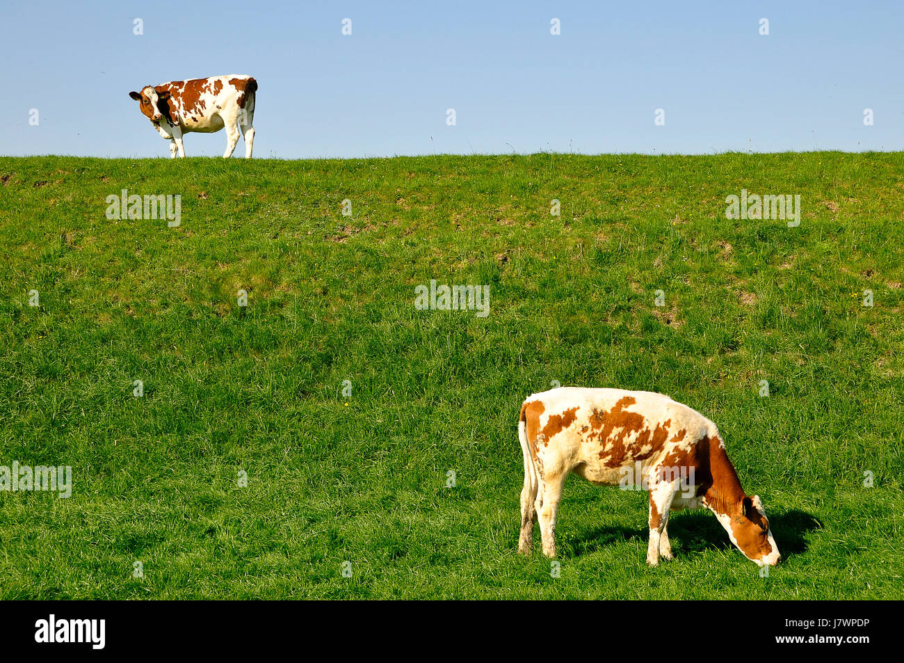 two dairy cows Stock Photo - Alamy