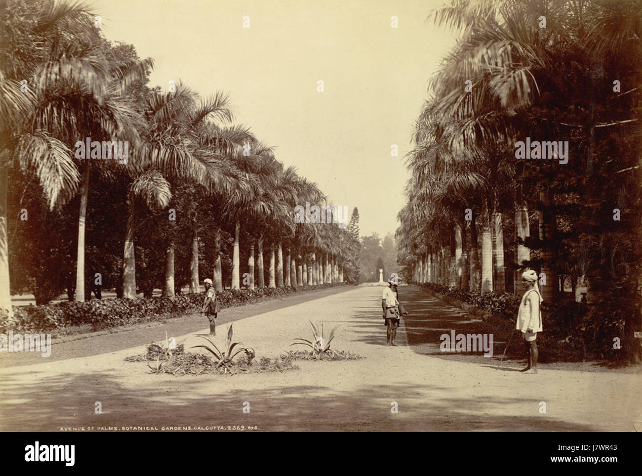 Avenue of palms at the Botanical Gardens, Calcutta in the 1890s (01) Stock Photo