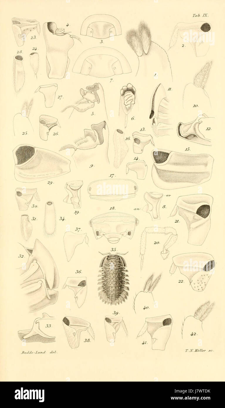 Budde Lund   Revision of Crustacea isopoda terrestria 09 Stock Photo