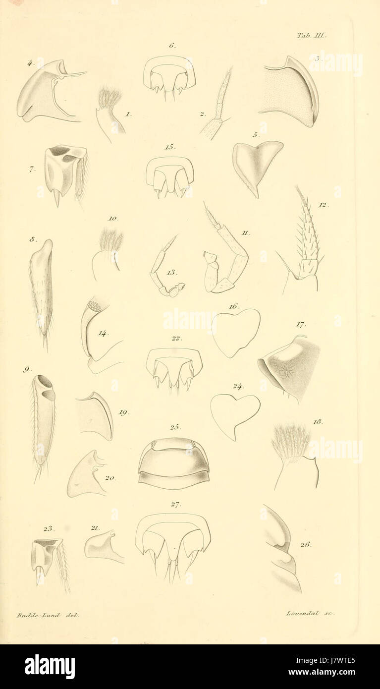 Detailed scientific study of various isopod species hi-res stock ...