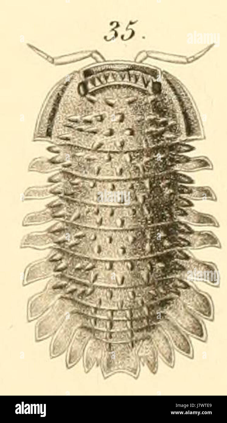 Budde Lund   Revision of Crustacea isopoda terrestria 09 35 Stock Photo