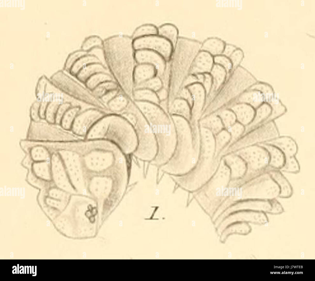 Budde Lund   Revision of Crustacea isopoda terrestria 10 01 Stock Photo