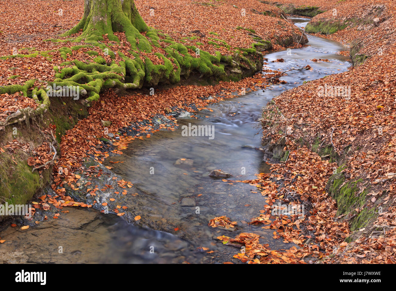 leaf colour tree trees ground soil earth humus leaves coloured ...