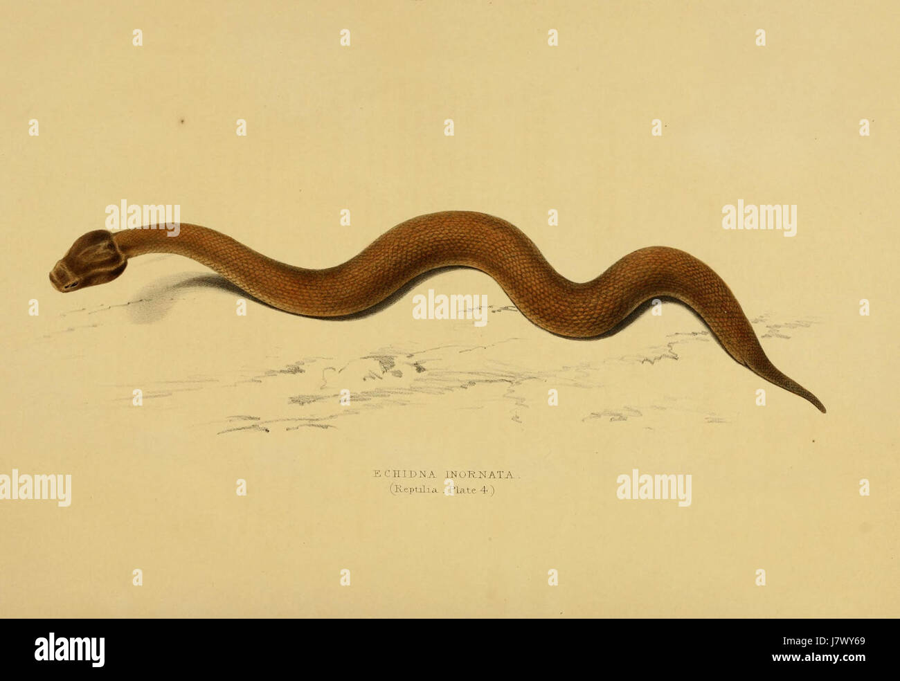 Bitis Inornata A venomous puff adder hi-res stock photography and images - Alamy