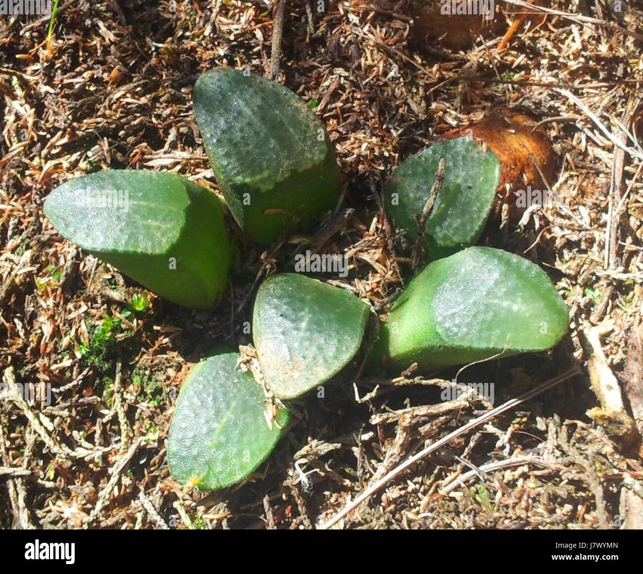 2 Haworthia mutica groenewaldtii   E of Swellendam Stock Photo