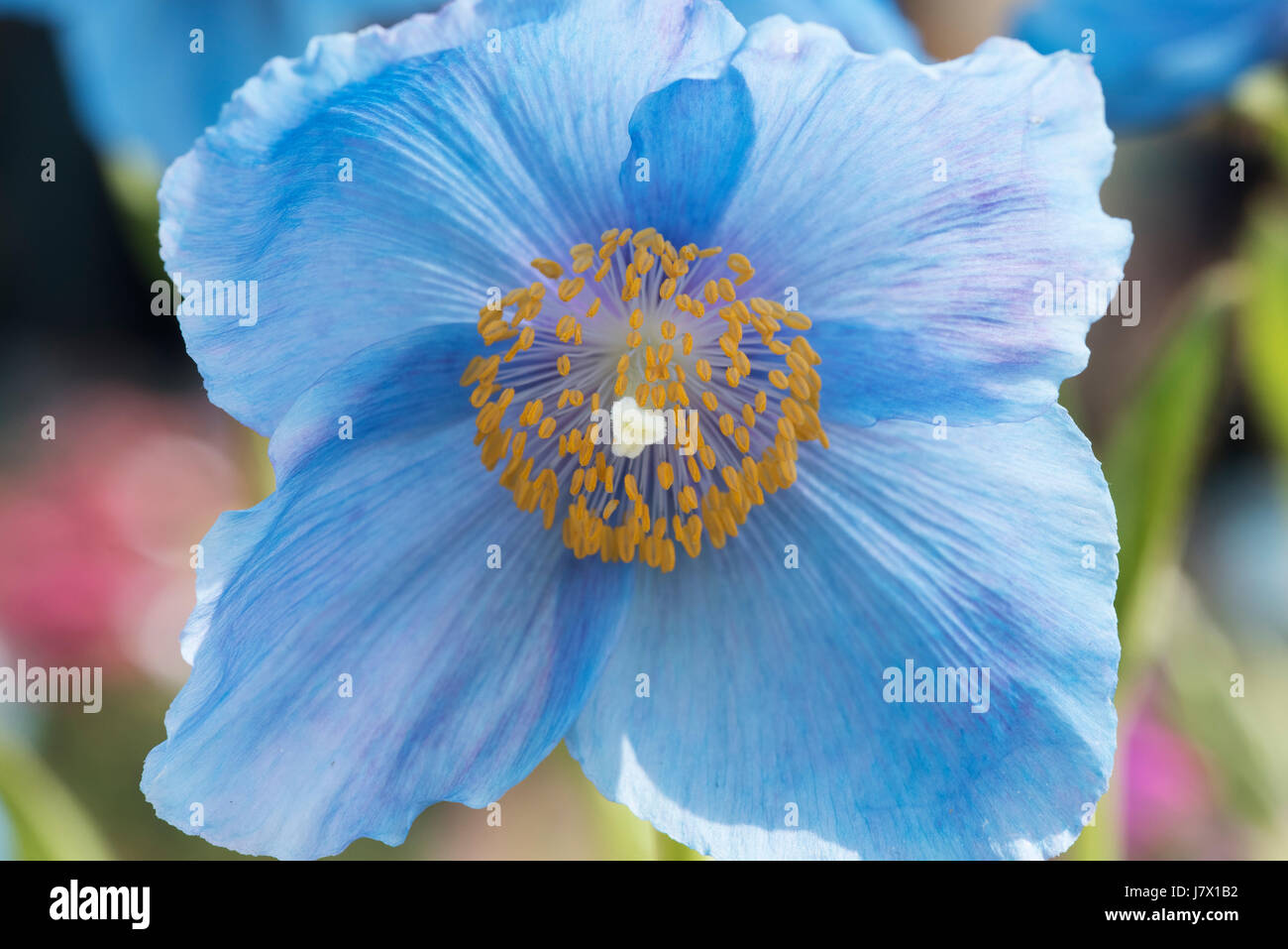 Meconopsis x sheldonii Lingholm. Blue Himalayan poppy Stock Photo