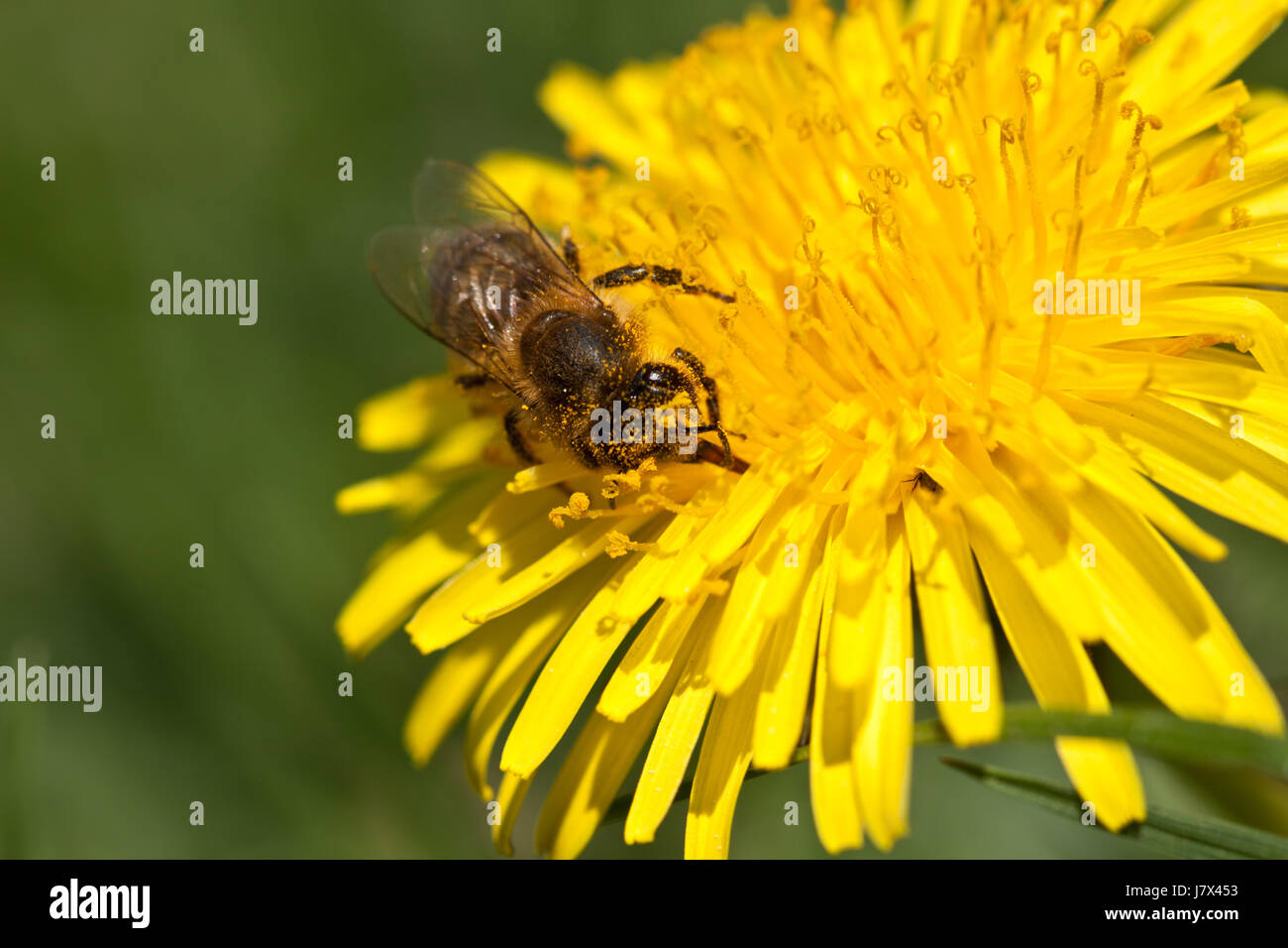 macro close-up macro admission close up view insect insects honeybee dandelion Stock Photo
