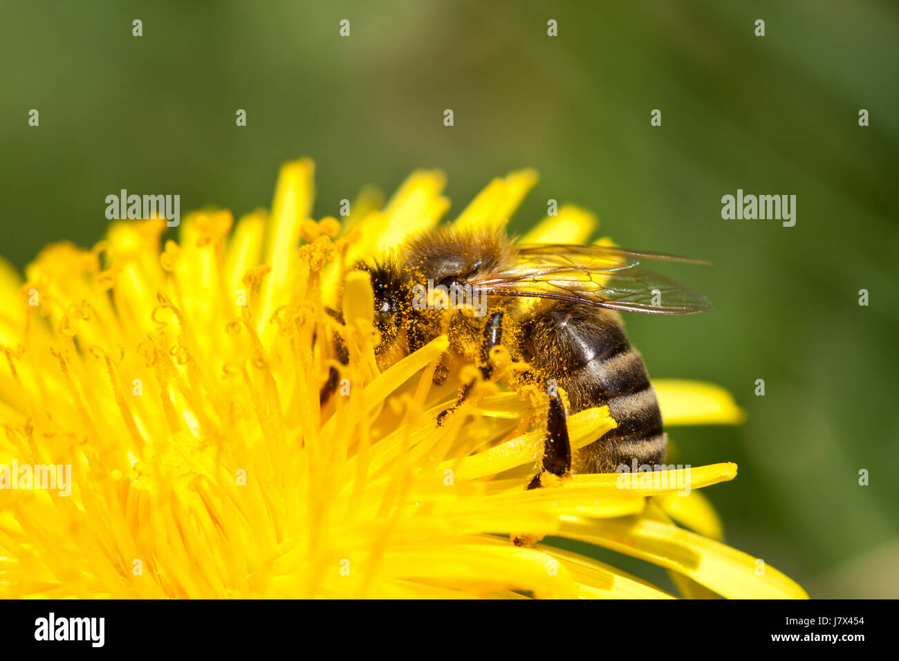 insect honeybee dandelion yellow bee macro close-up macro admission close up Stock Photo