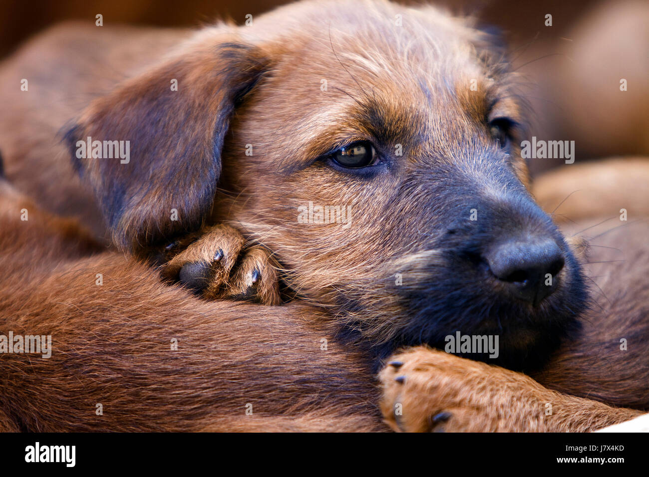 skin dog sleep sleeping puppy terrier puppies whelps pupies game tournament Stock Photo