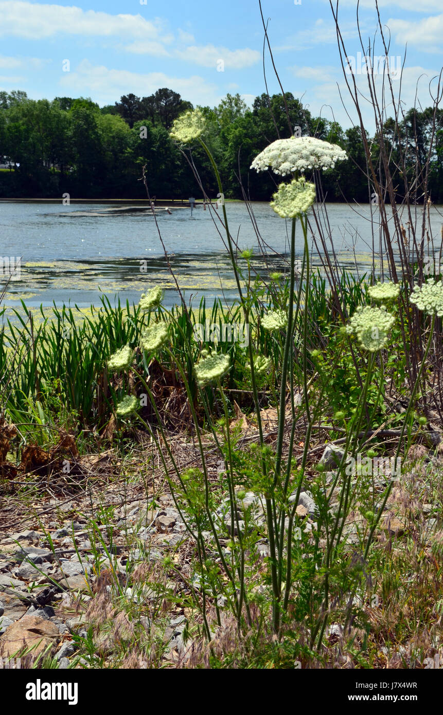 Kincaid hires stock photography and images Alamy