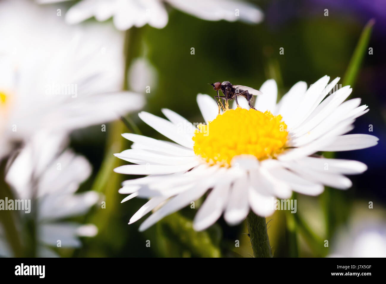 insect fauna flora wing spring fly daisy meadow wait waiting macro ...