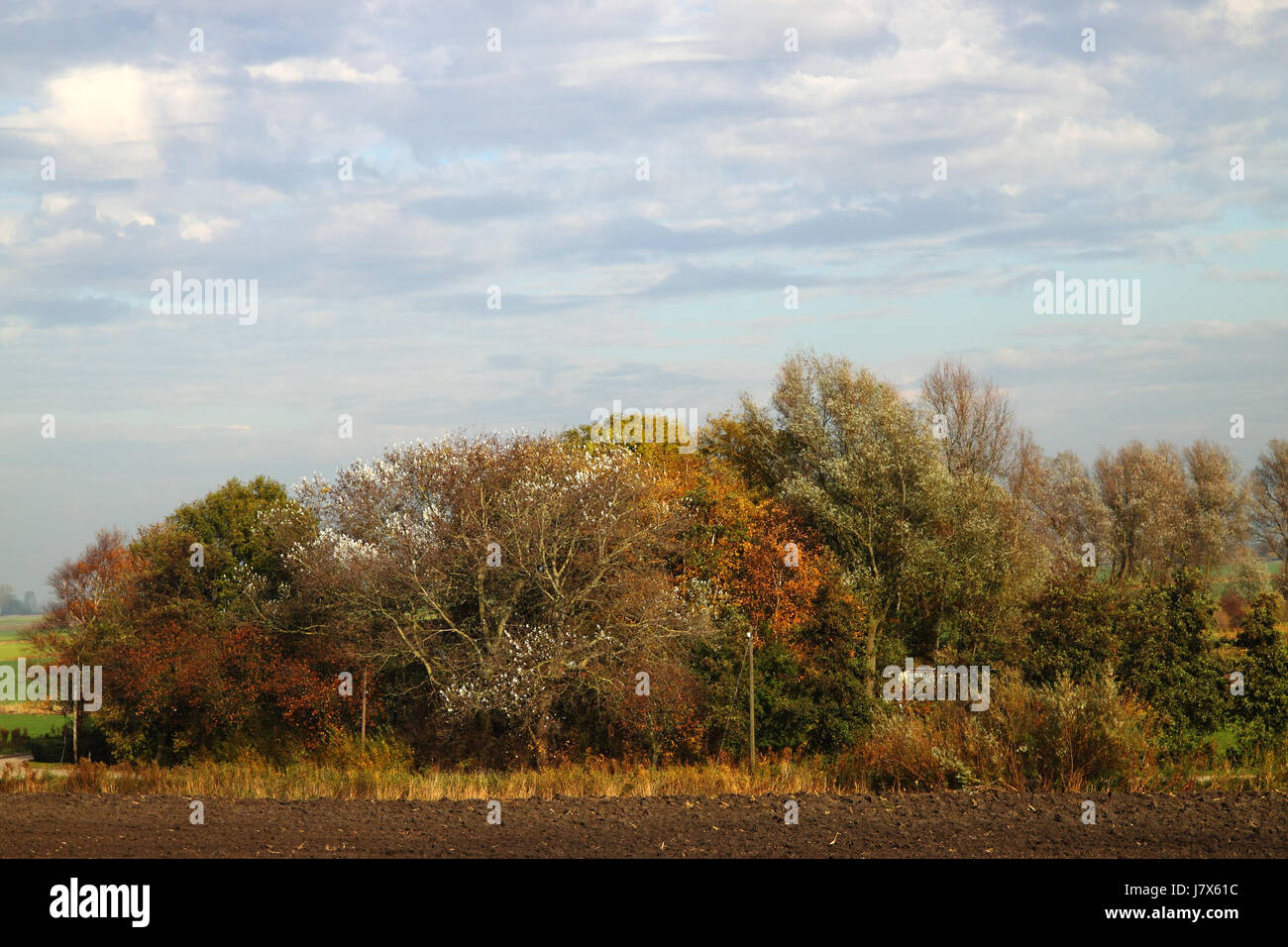 tree trees field foreland meadow firmament sky grass lawn green clouds tree Stock Photo