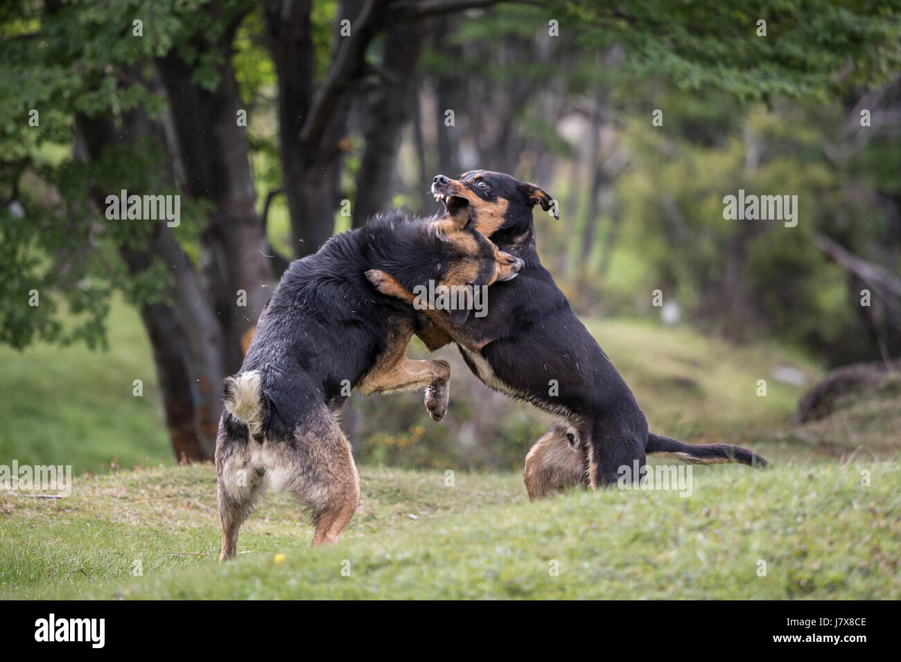 Two dogs fighting in part Stock Photo Alamy