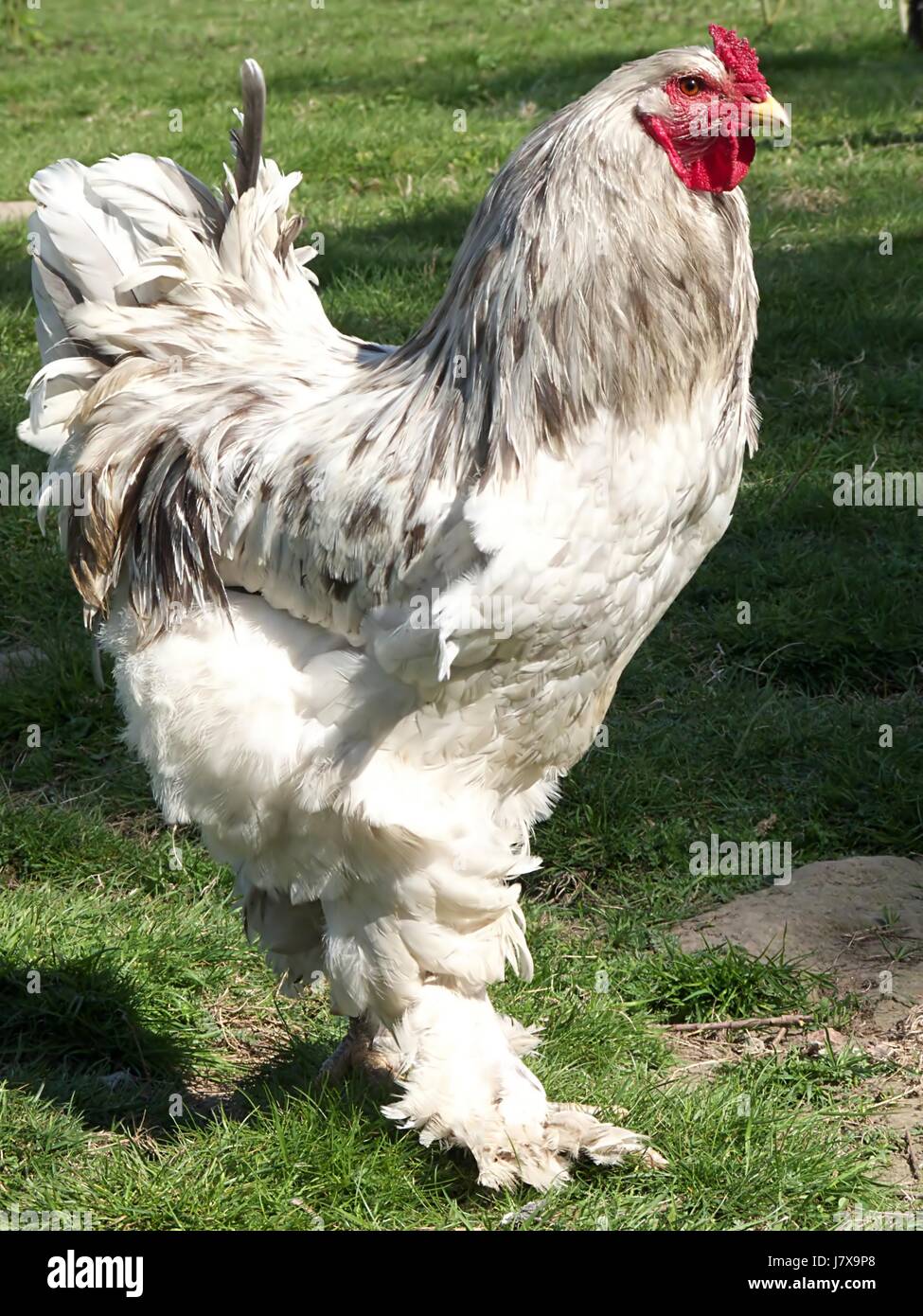 Cock Breed