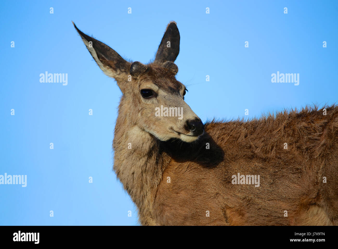 Mule Deer at Rocky Mountain Arsenal National Wildlife Refuge Stock