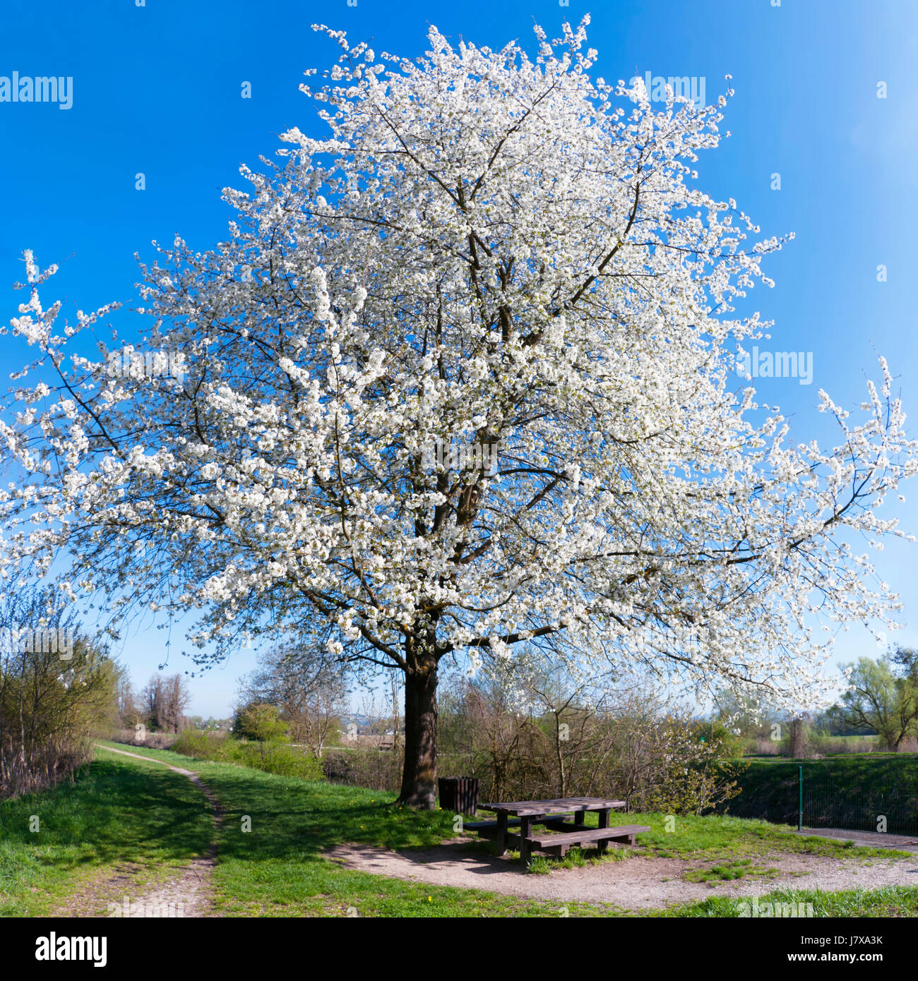 Spring Square Photo spring in the square Stock Photo - Alamy